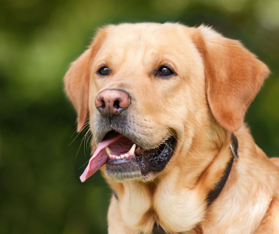 Diritto di visita del cane in caso di separazione: da dimostrare il legame affettivo